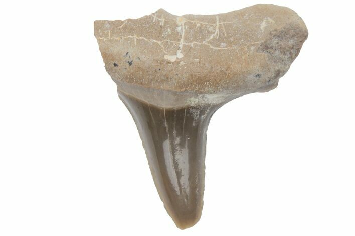 Bargain, Fossil Ginsu Shark (Cretoxyrhina) Tooth - Kansas #219157
